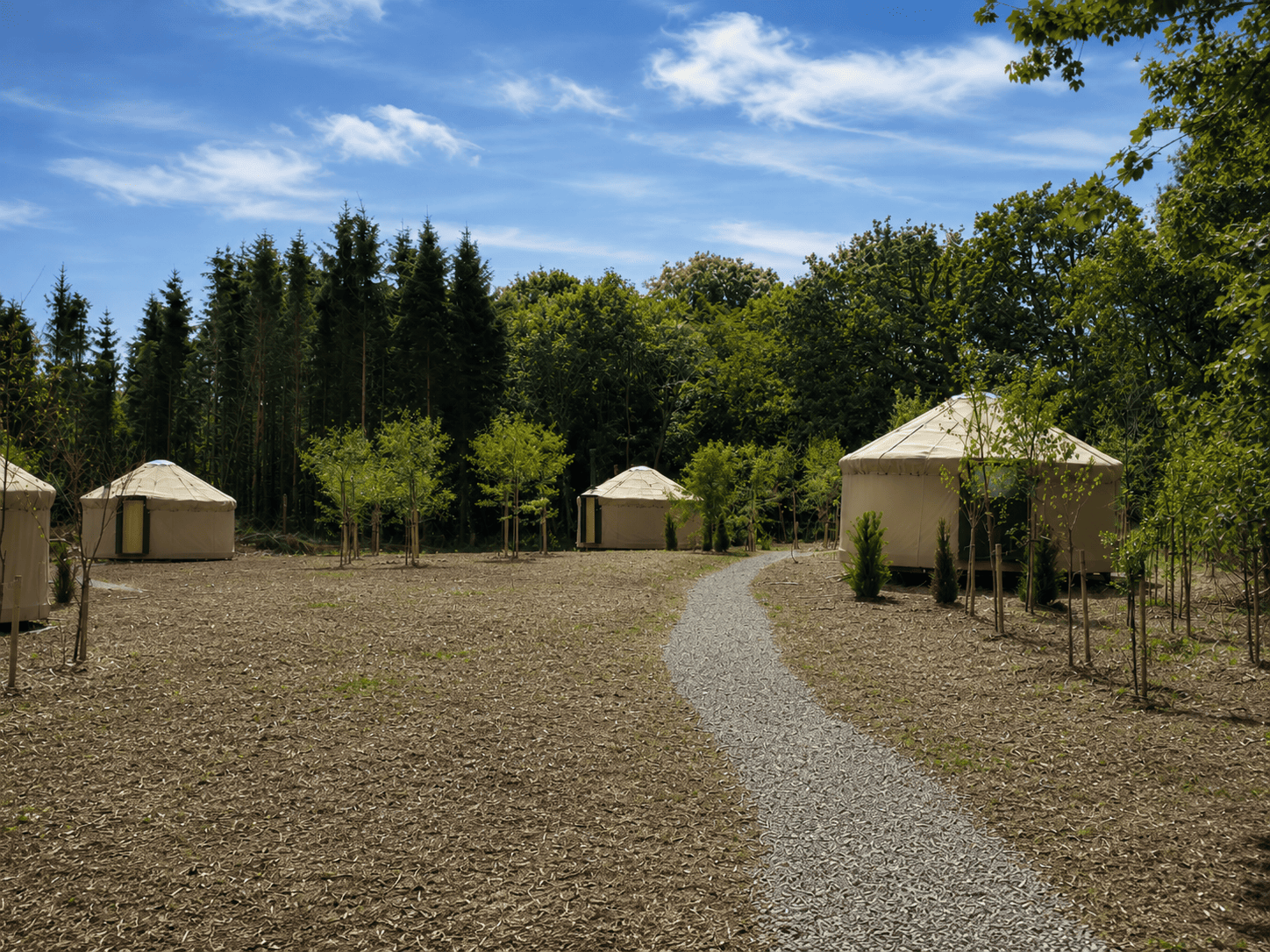 Several yurts are set along a gravel path in a sunny forested area, surrounded by young trees